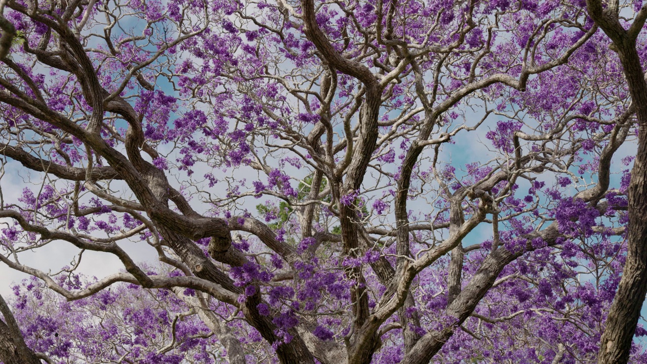 格拉夫顿开花的蓝花楹树的特写视频素材