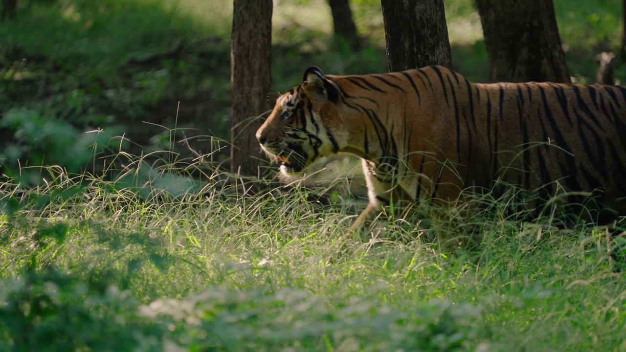 一只美丽的孟加拉虎慢镜头走在印度中部森林的草地上视频下载