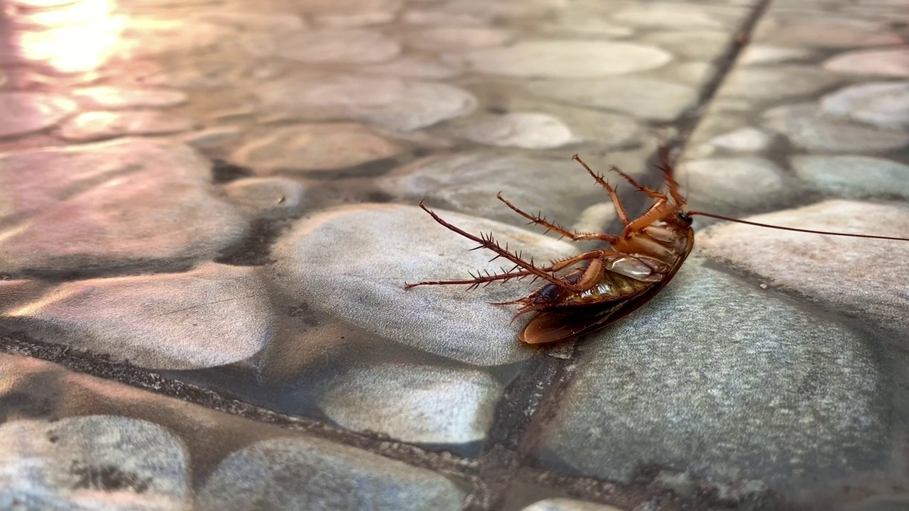 蟑螂倒在地上视频下载