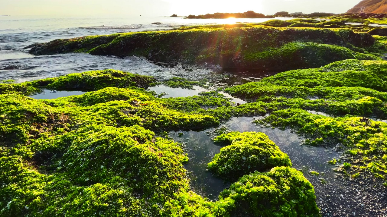 海滩上的日落海景和岩石上的海藻视频素材