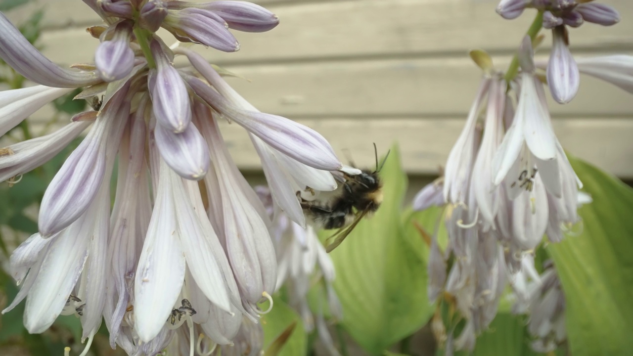 一只大蜜蜂在爱沙尼亚的花瓣间穿行视频下载