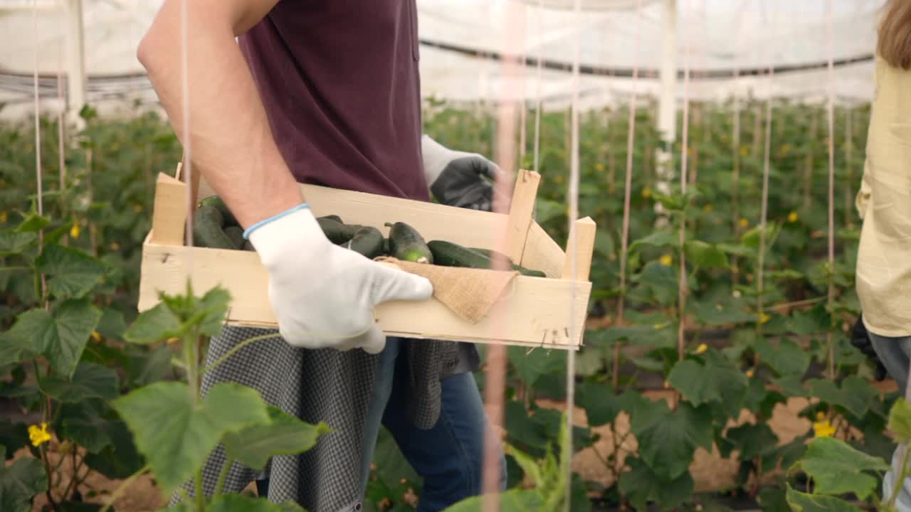 农场工人在采摘黄瓜视频素材