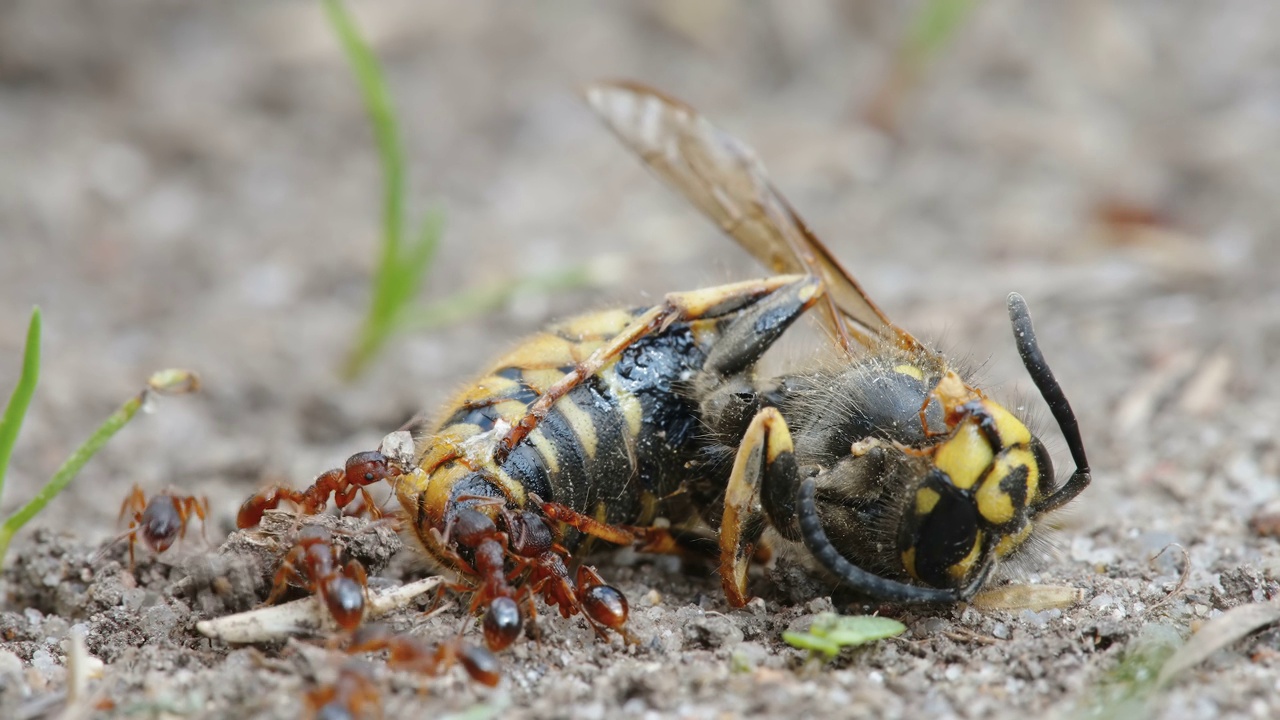 在爱沙尼亚，一只死蜜蜂躺在地上被蚂蚁吃掉视频素材