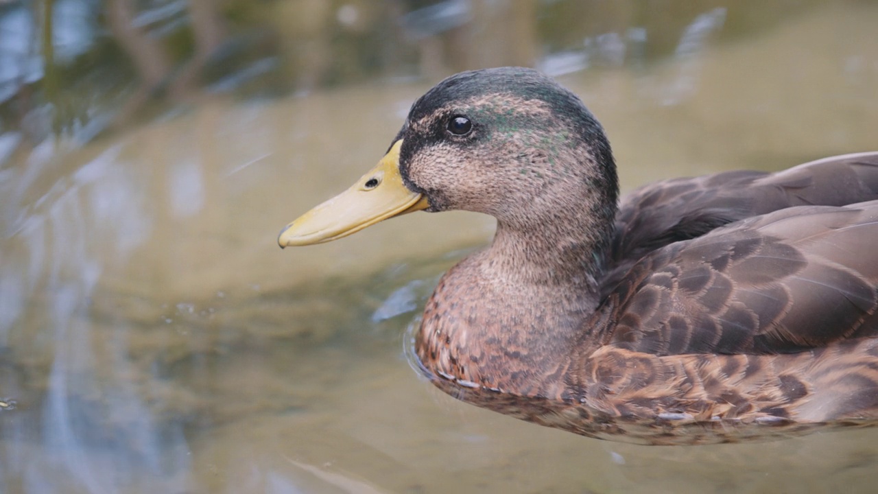 绿头鸭在池塘里游泳视频下载
