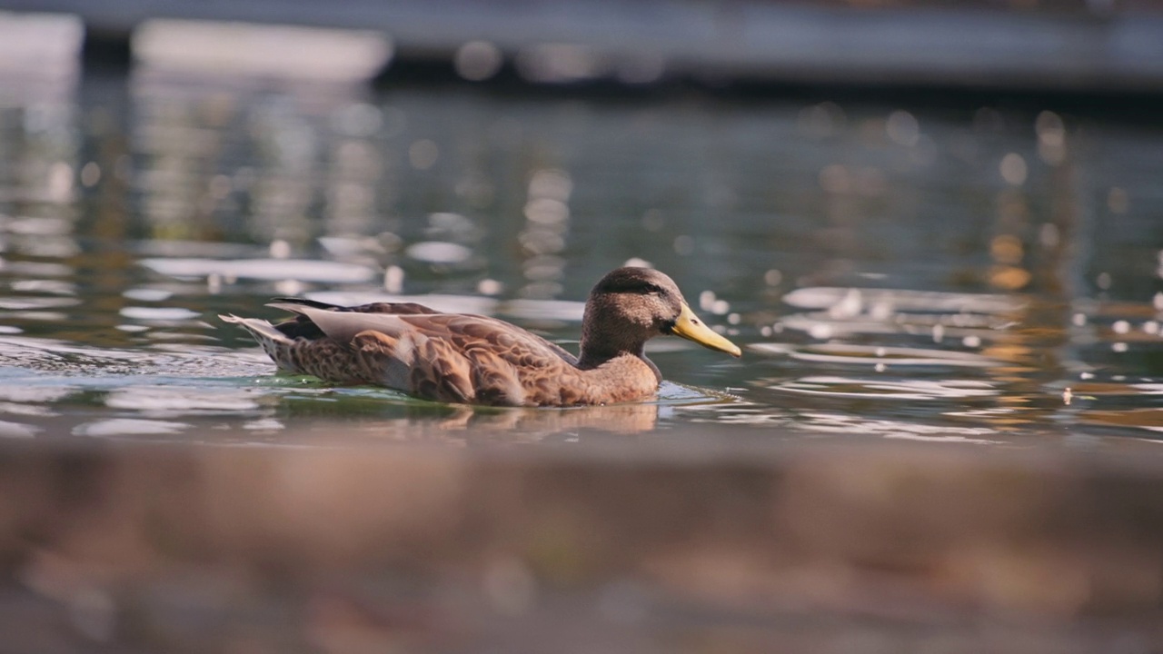 鸭子在池塘里游泳视频下载