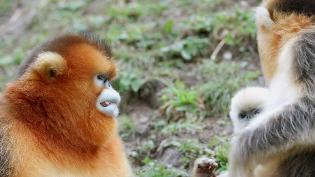 雄性金翘鼻子猴与家人视频素材