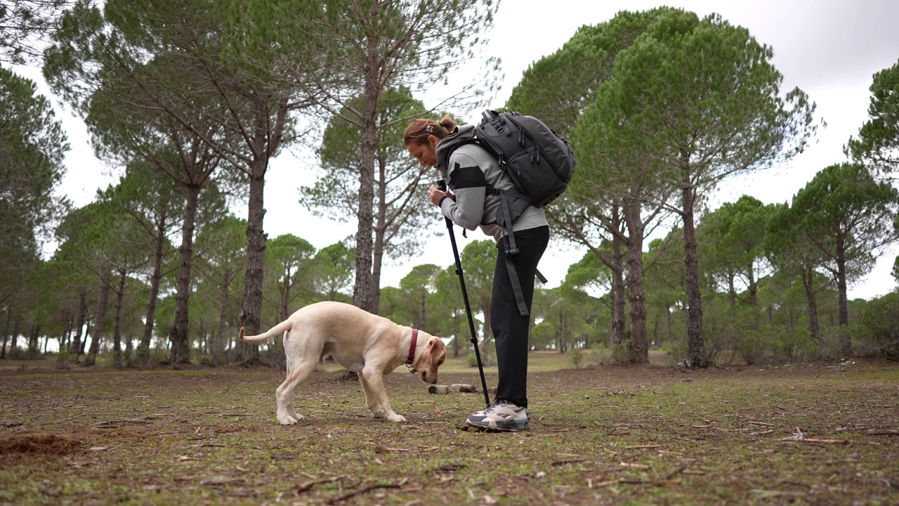 成熟的女人和她的狗狗在树林里探险。视频素材