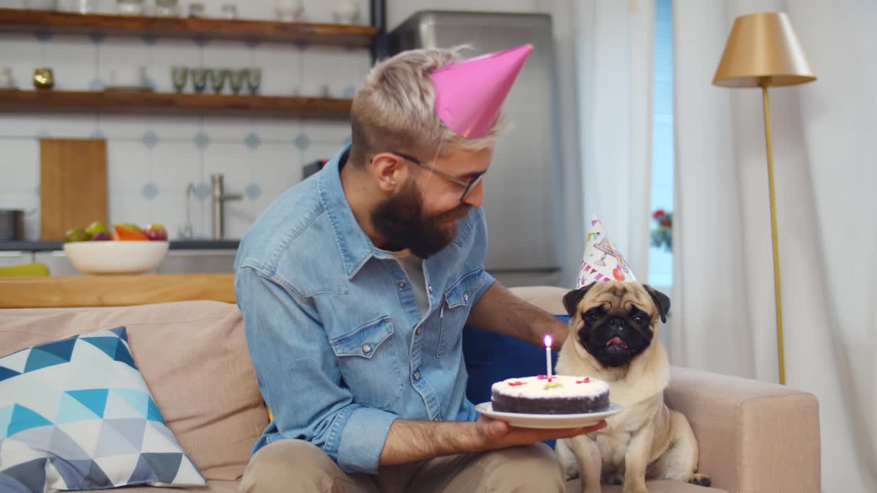 嬉皮士和可爱的哈巴狗坐在沙发上吹熄蛋糕上的蜡烛视频下载