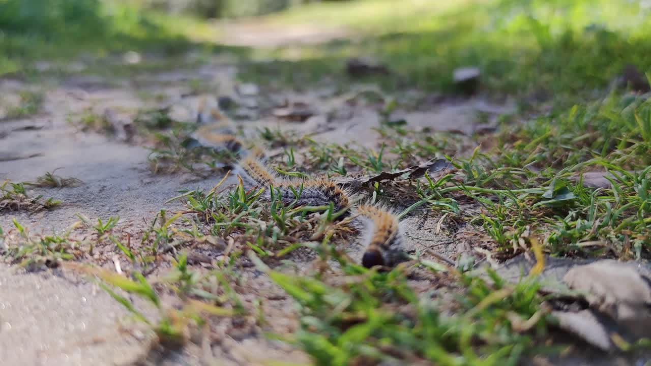 松毛虫，列队行走的蠕虫视频素材