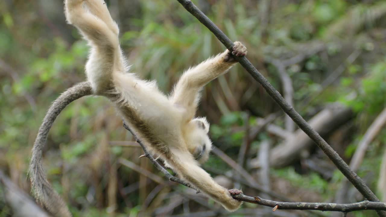 小金丝猴在树枝上蹦跳视频下载