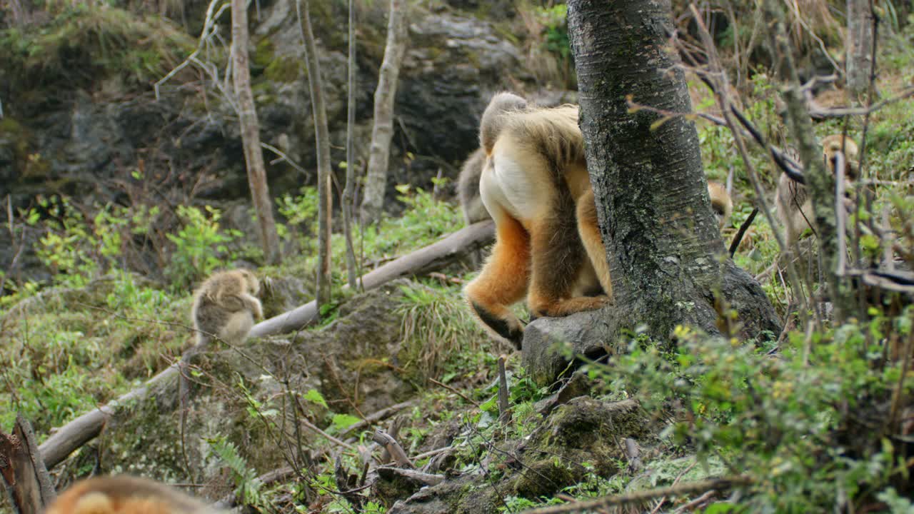 森林中的金丝猴家族视频下载