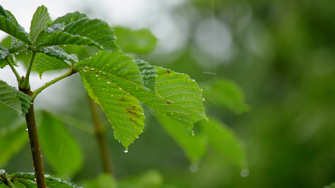 栗树叶子上的雨滴与美丽的散景的背景下落下的雨的特写。雨天的树叶。生4 k的视频。视频素材