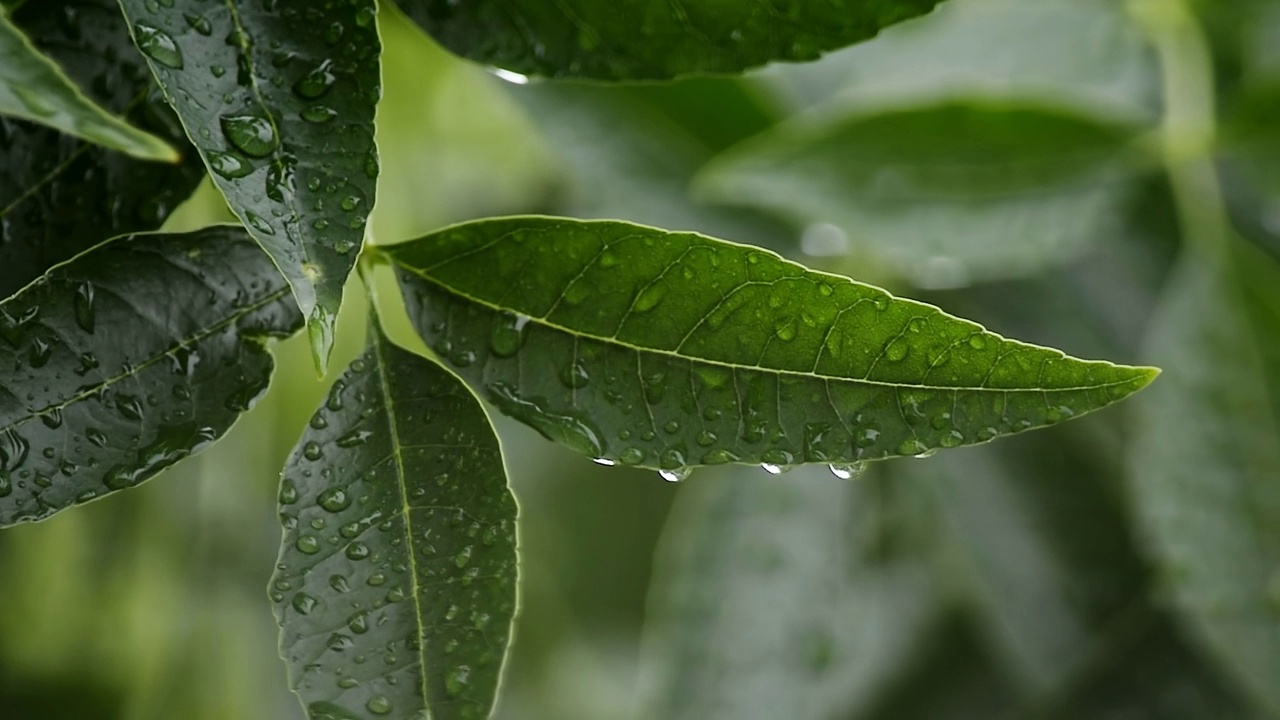 绿色的树叶与水滴和美丽的散景下雨。雨天的树叶。绿色的雨花园背景。生4 k的视频。视频素材
