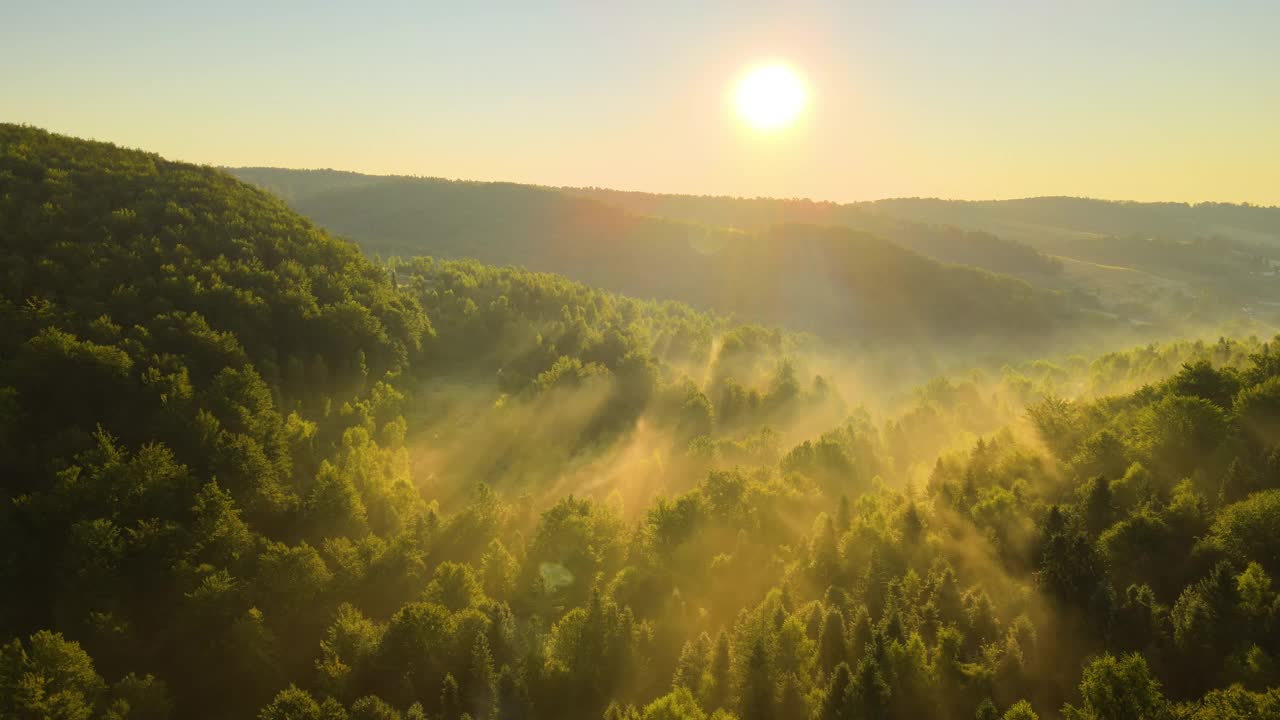 在温暖的夏季日出时，鸟瞰明亮的雾蒙蒙的早晨在黑暗的森林树木上。黎明时分的野生森林的美丽景色视频下载