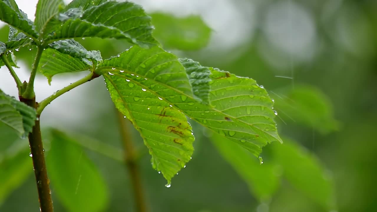栗树叶子上的雨滴与美丽的散景的背景下落下的雨的特写。雨天的树叶。生4 k的视频。视频素材