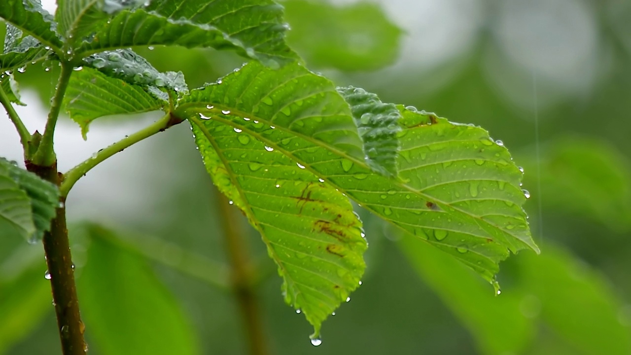 栗树叶子上的雨滴与美丽的散景的背景下落下的雨的特写。雨天的树叶。生4 k的视频。视频下载