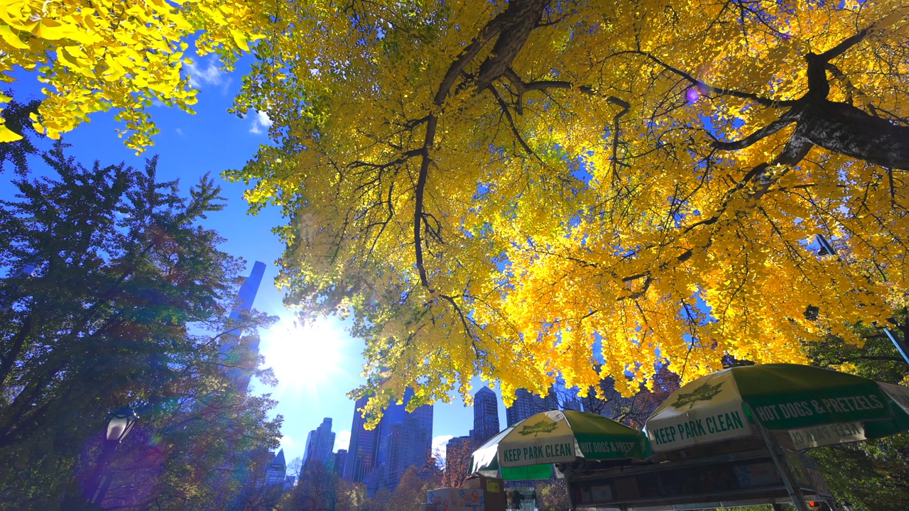 太阳照亮了纽约中央公园秋叶色的树木视频下载
