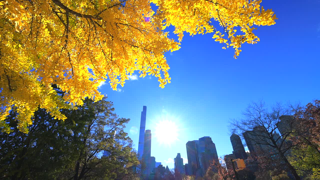 太阳照亮了纽约中央公园秋叶色的树木视频下载
