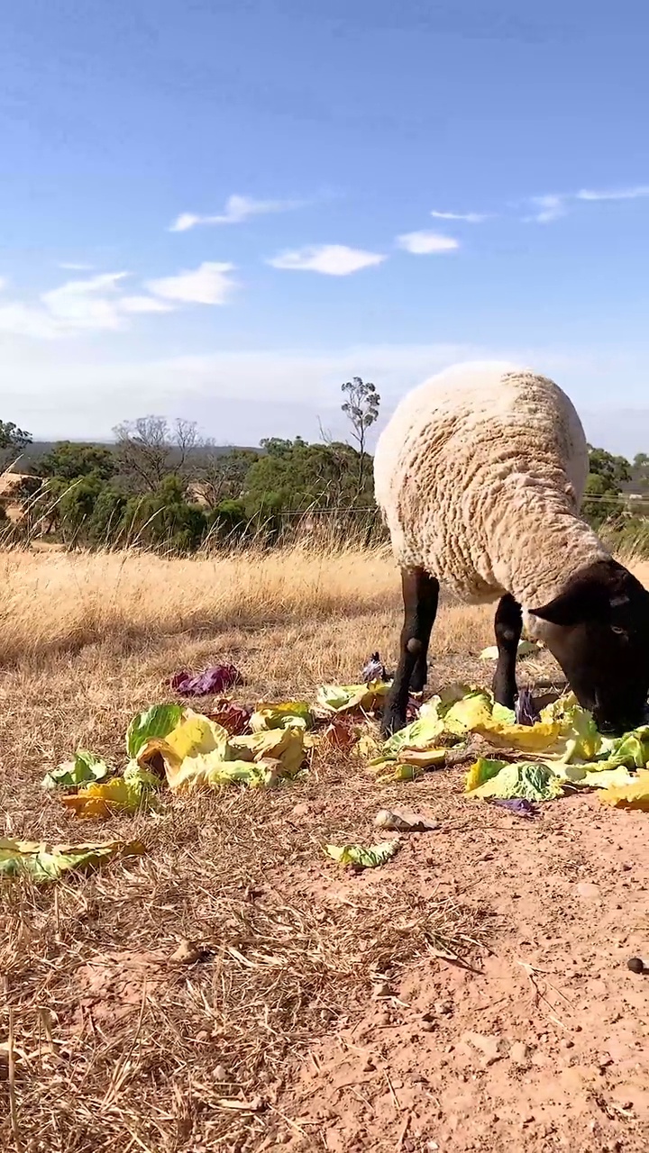 吃卷心菜的萨福克绵羊视频素材