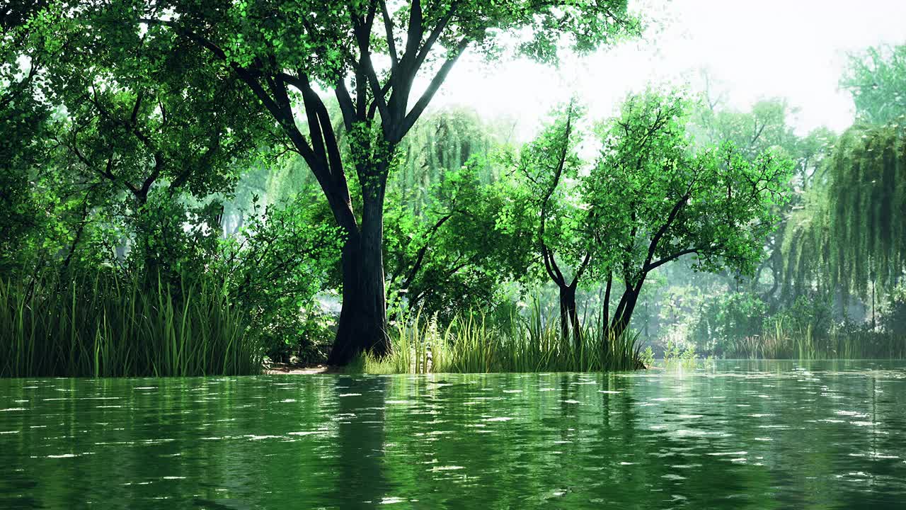 城市公园里的绿树和阳光下的沼泽视频下载