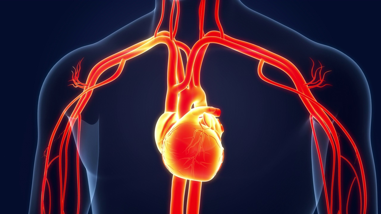 人体循环系统心脏跳动解剖动画概念视频素材