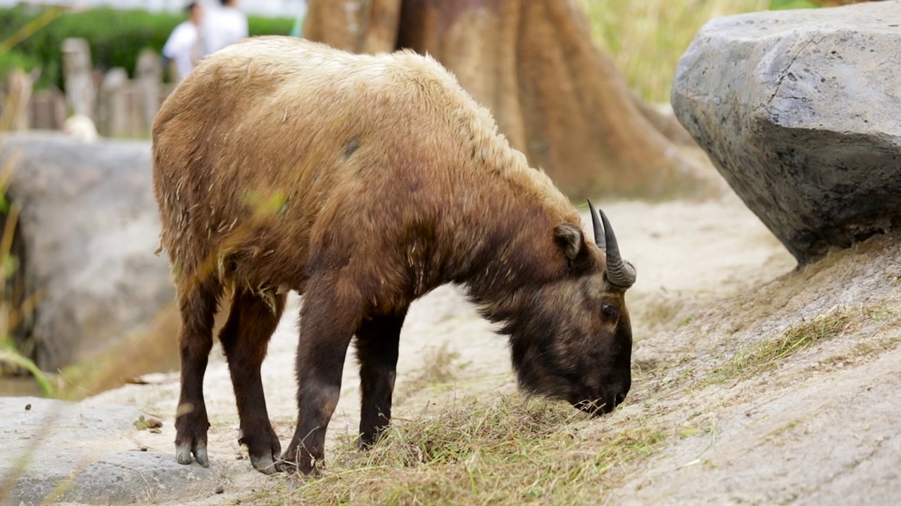 米什米在动物园吃草的视频片段。羚牛是一种发现于喜马拉雅山东部的山羊羚羊。视频素材