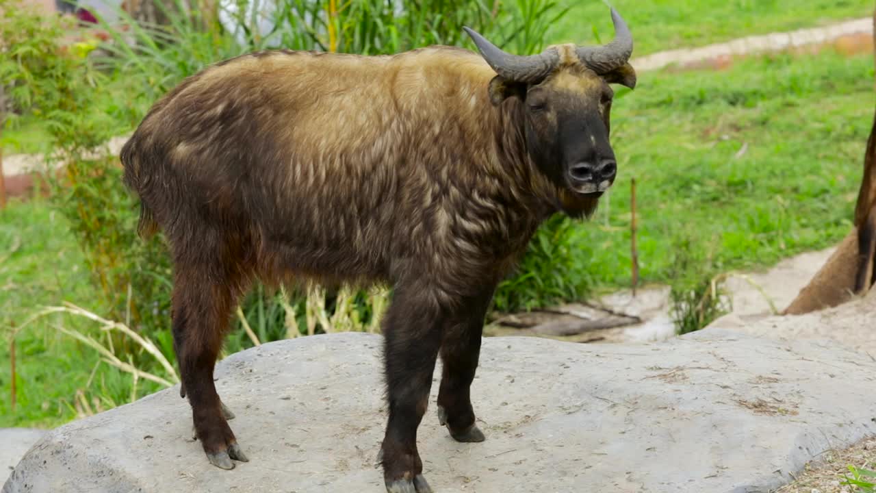 这是一只大米什米站在动物园里拍摄的视频。羚牛是一种发现于喜马拉雅山东部的山羊羚羊。视频素材