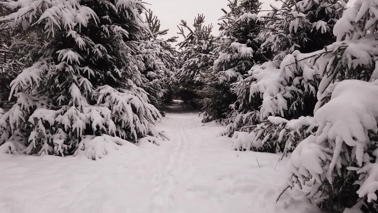 漫步在冰雪覆盖的冬季森林中视频素材