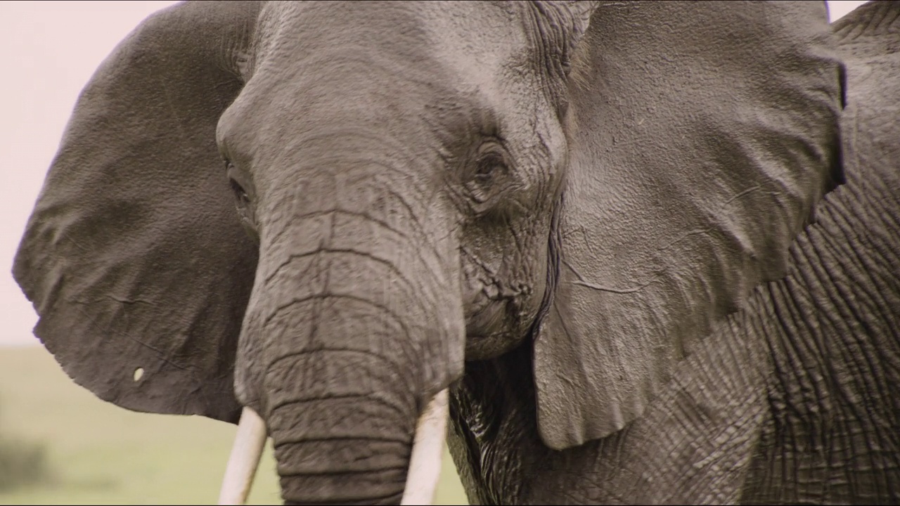 雨中的大象，坦桑尼亚。视频下载