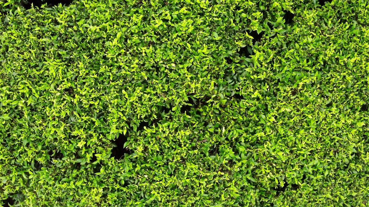 锡兰绿茶种植园飞越灌木无人机观看4K镜头。异国旅游或茶叶种植农业的概念。Haputale,斯里兰卡。视频素材