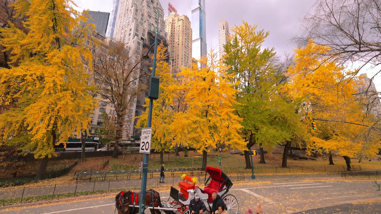 一辆马车停在纽约中央公园秋叶色银杏树前的道路上视频素材