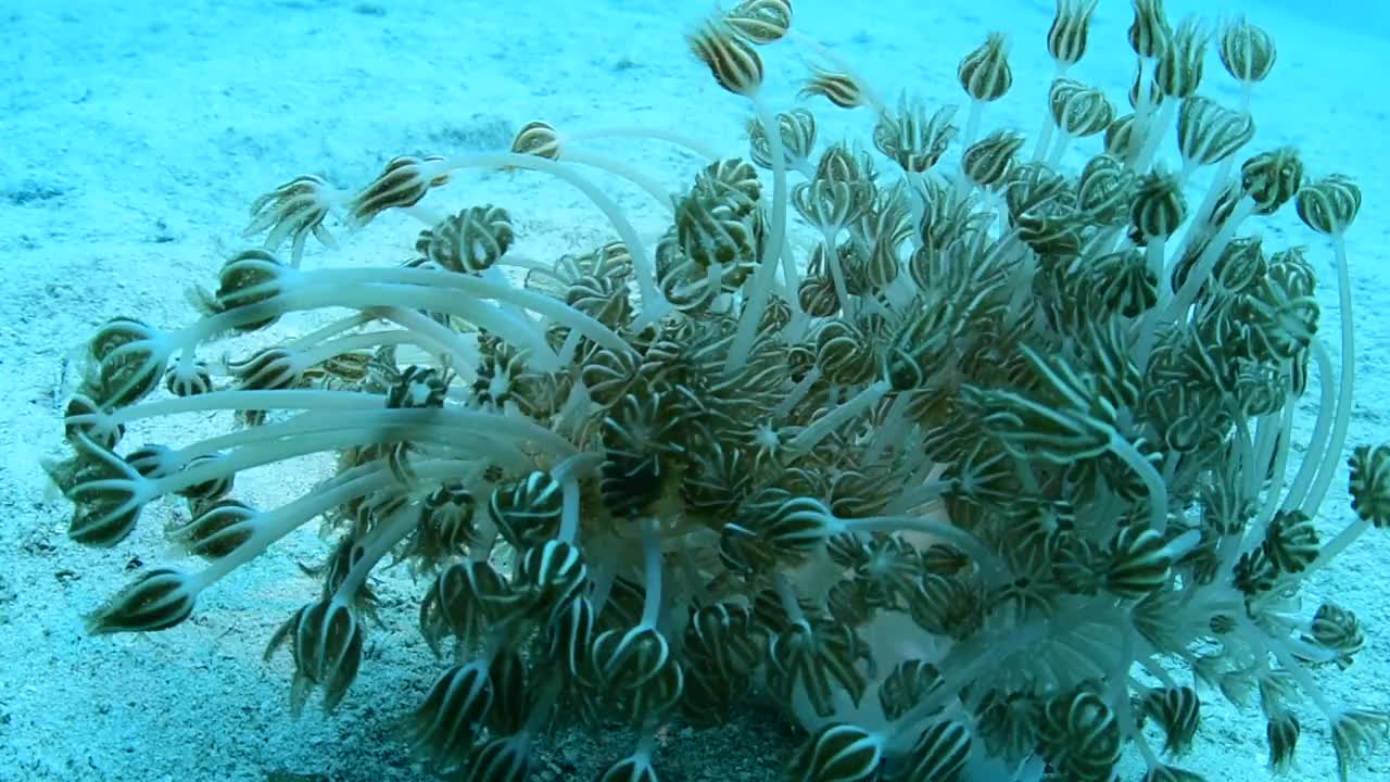 软珊瑚入侵。视频下载