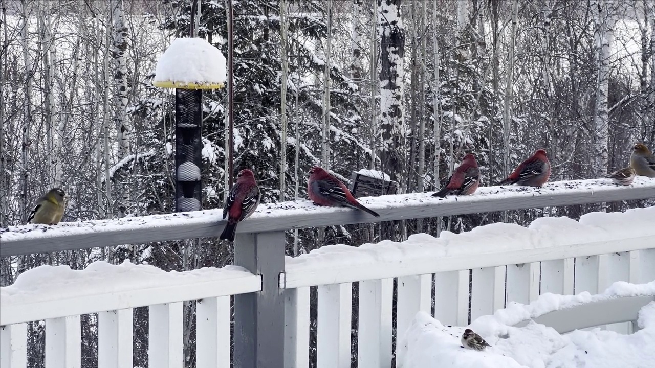 鸟儿在冬天吃鸟食视频素材