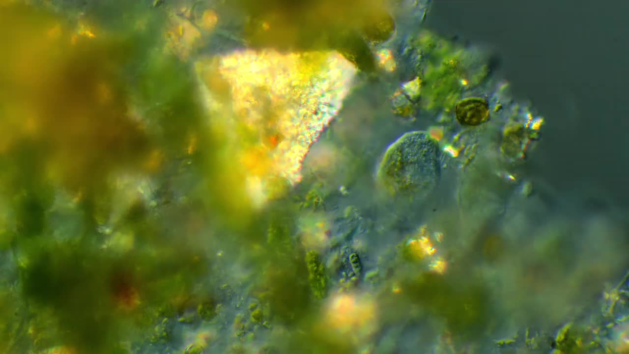 显微镜的草履虫视频下载