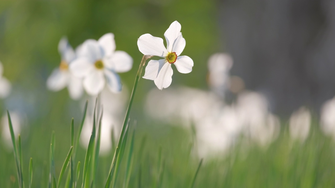 白嫩水仙花盛开在春天阳光明媚的花园里视频素材