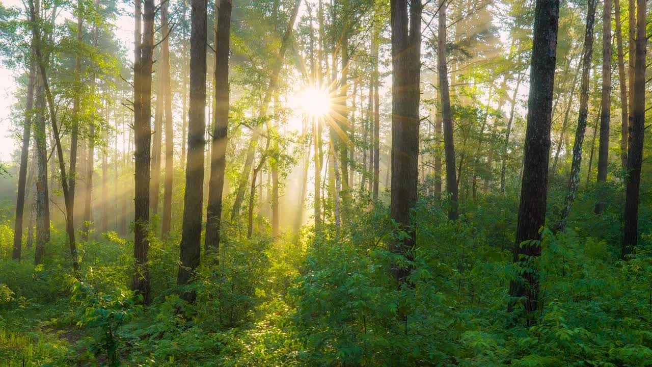 绿油油的树叶，淡淡的雾气和阳光穿过树林。森林里美丽的阳光。早晨，夏天，森林自然有雾视频素材