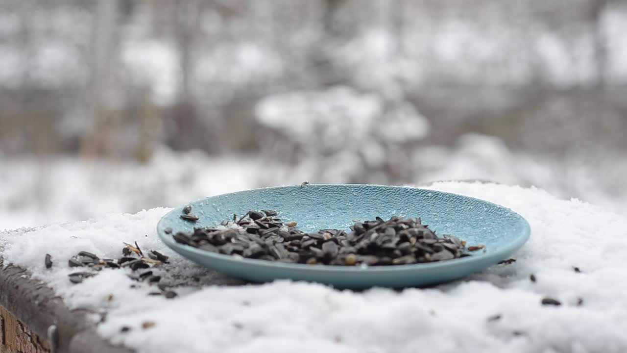 山雀主要在鸟食器里啄食种子，冬天是下雪的时候。有选择性的重点视频素材