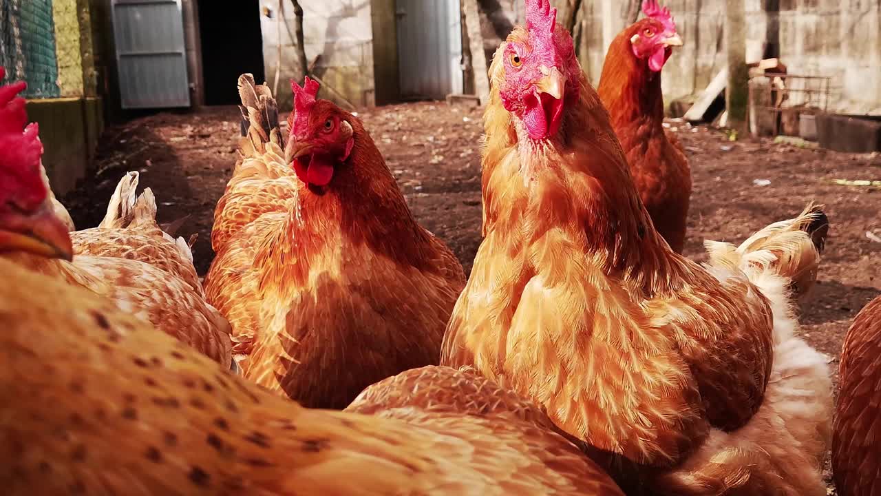 在有机农场里自由生活的母鸡。视频下载