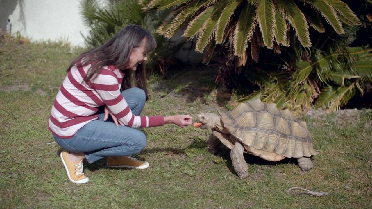 一位老妇人在户外，带着她那只巨大的苏尔卡塔龟视频下载