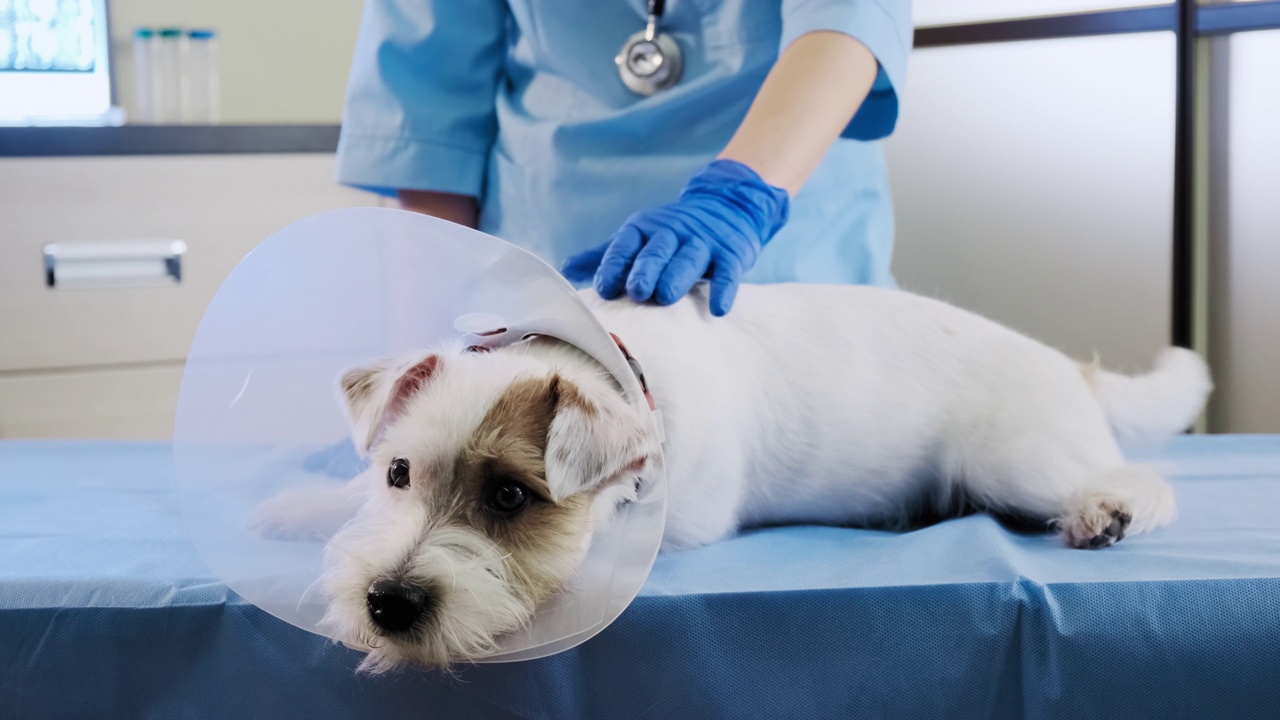 戴着兽医项圈的杰克罗素犬躺在诊所的手术台上。卫生保健视频下载