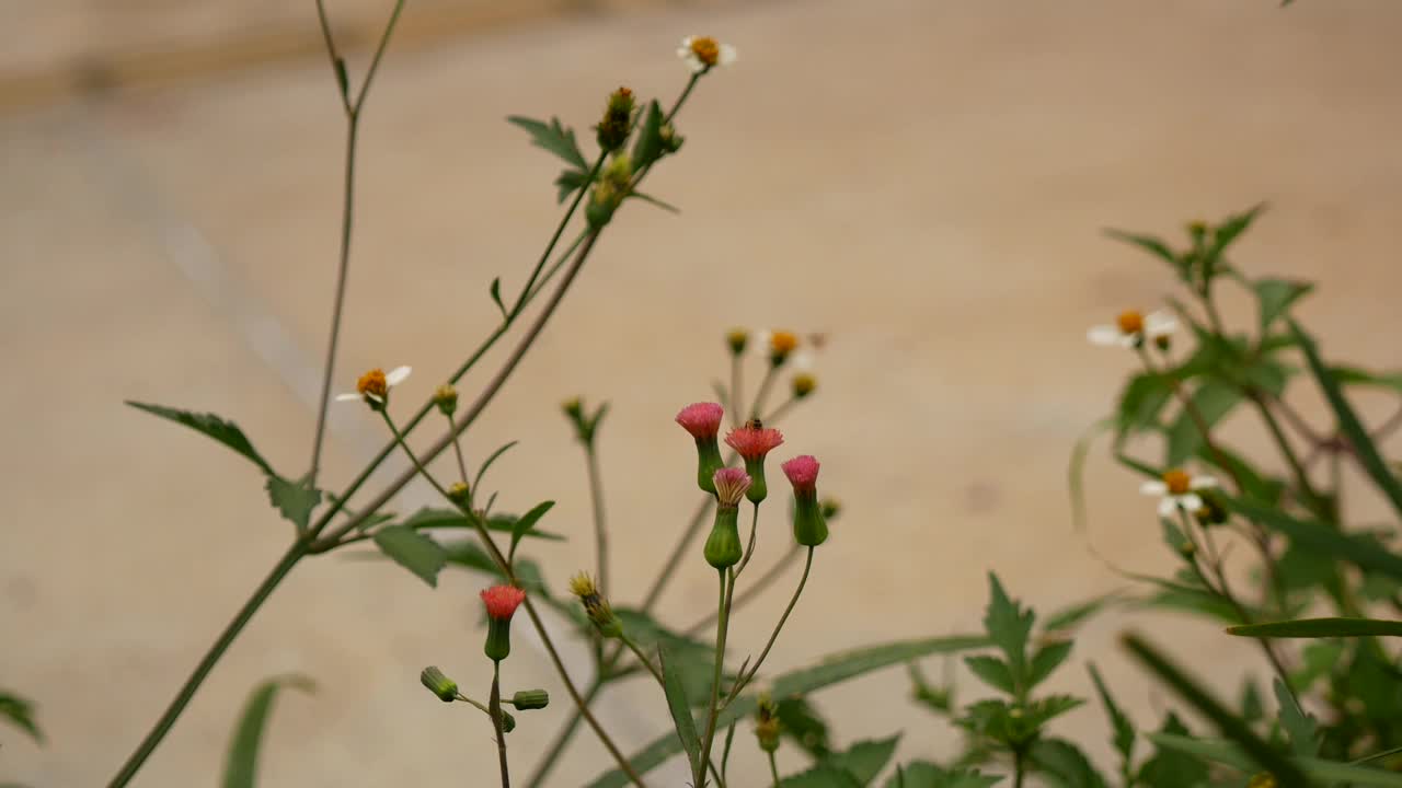 在哥伦比亚麦德林的花园里被称为Emilia fosbergii的粉红色小花视频素材