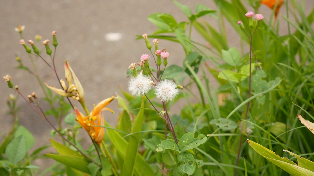 在哥伦比亚麦德林的一个满是花的花园中，带有非常细的白色花瓣的植物(Emilia sonchifolia)视频素材