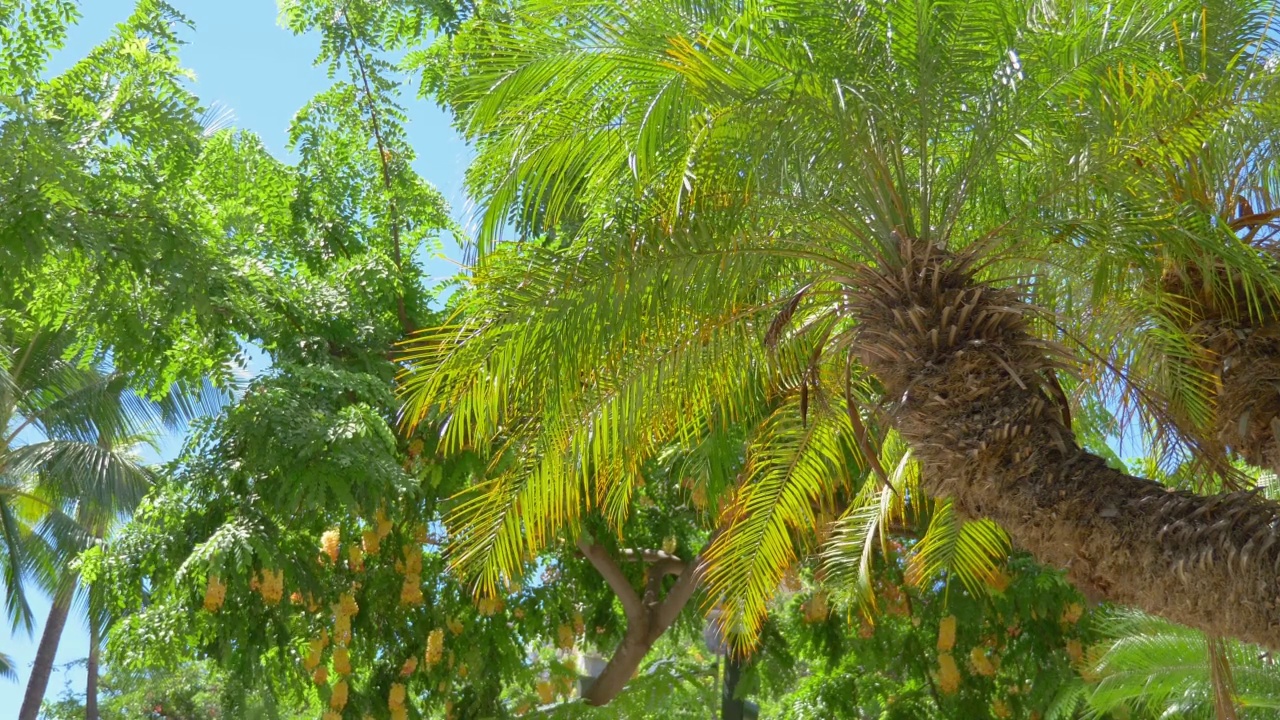 加州的棕榈树4k慢镜头60帧/秒视频下载