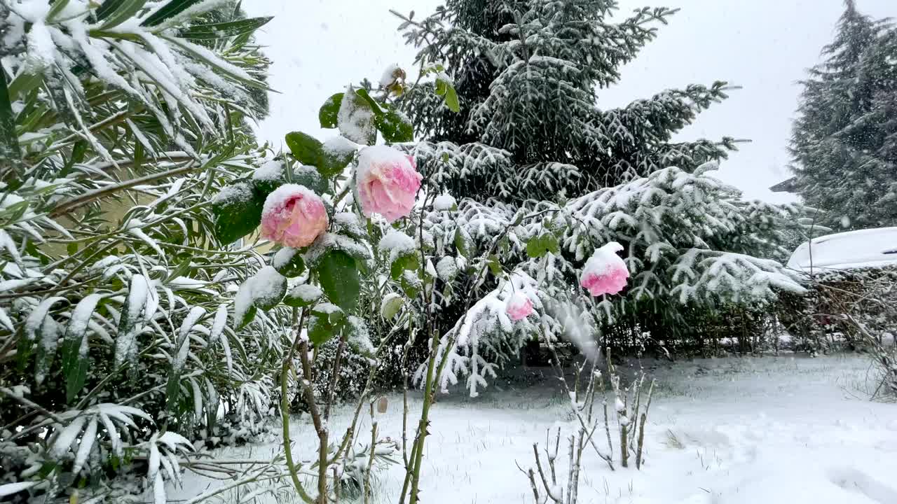 花园里的雪下有粉红色的玫瑰。视频素材
