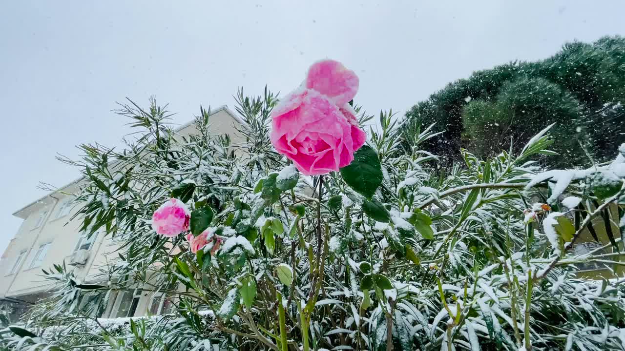 花园里的雪下有粉红色的玫瑰。视频素材