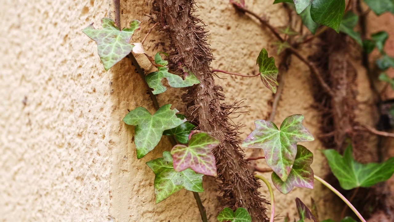 攀援植物的分枝，生长在建筑物的粗糙墙面抹灰上视频下载
