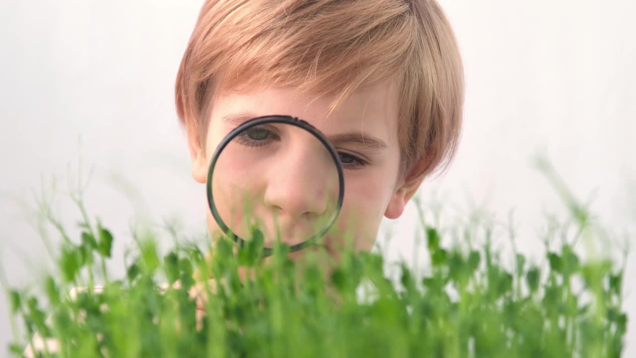 那孩子用放大镜观察草地。生物学和植物学。对植物的兴趣。豌豆在。一个金发碧眼的孩子仔细地检查着植物的嫩芽视频素材