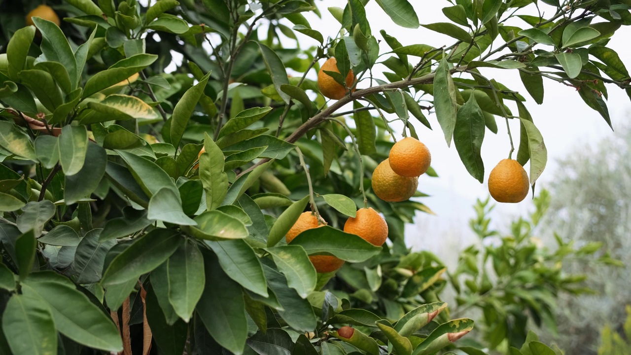 柑橘果园，橘子食品收获加州农业视频素材