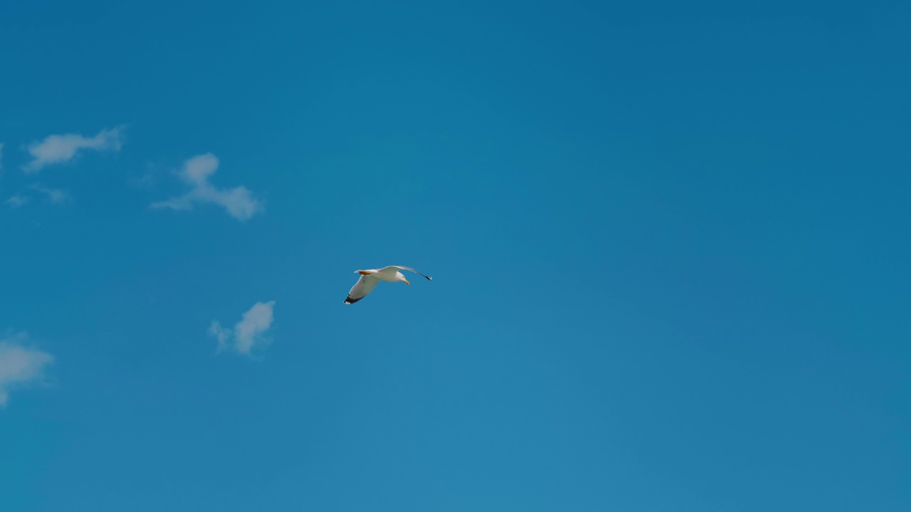 海鸥在晴朗的天空中飞翔视频素材