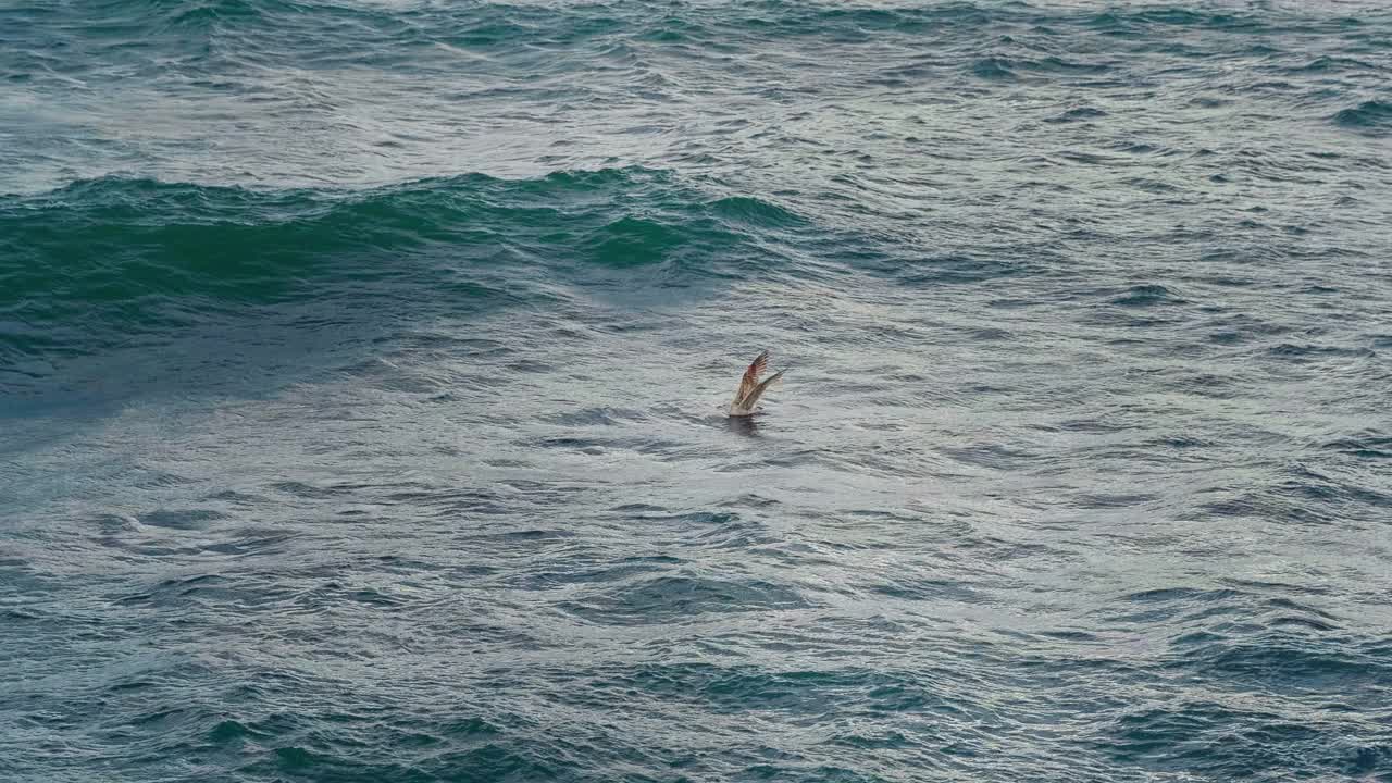 海鸥在湛蓝的大海上钓鱼、飞翔。视频素材